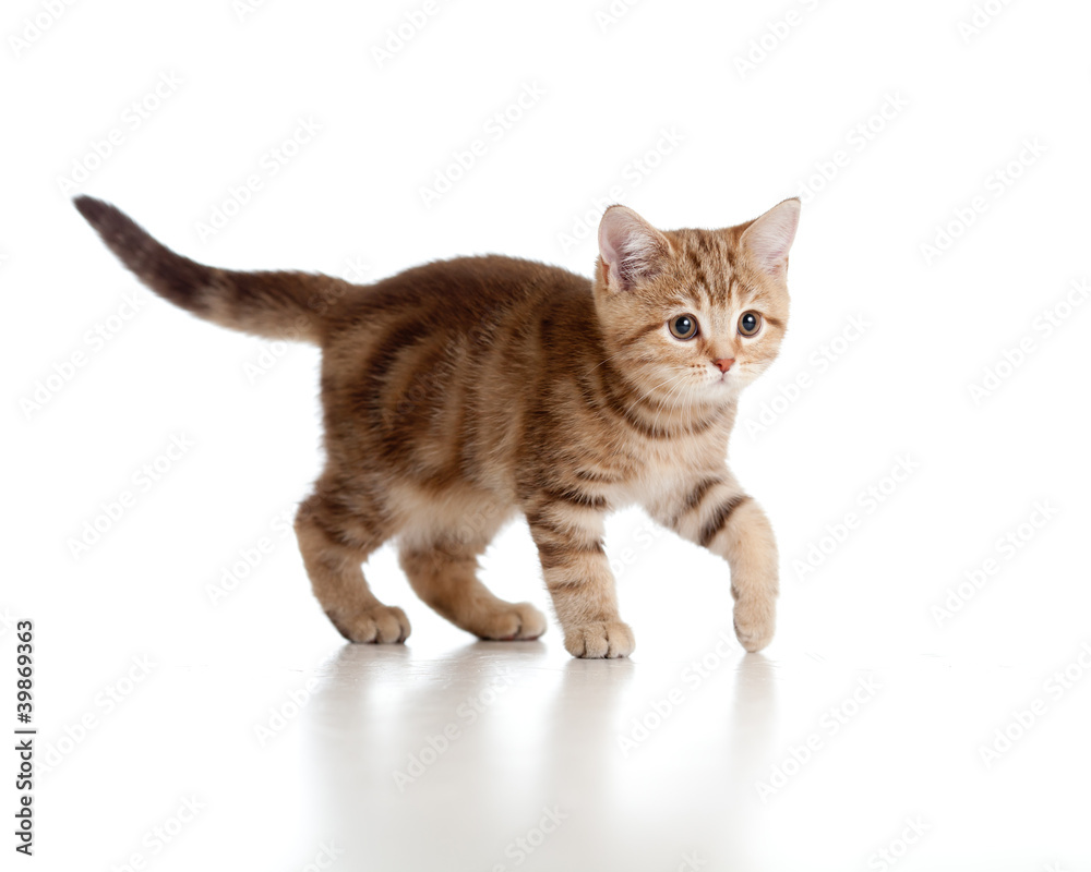 A playful kitten. Brittish breed. Tabby.