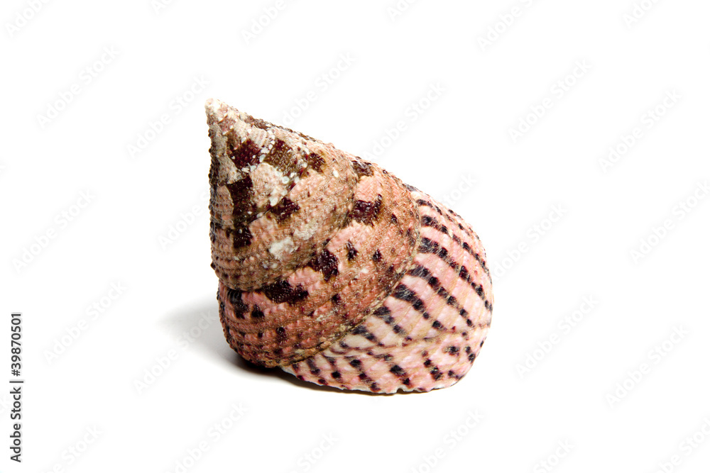 tectus conus tectus conus