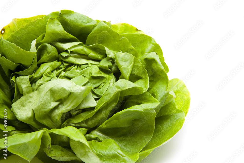Kopfsalat Kopfsalat
