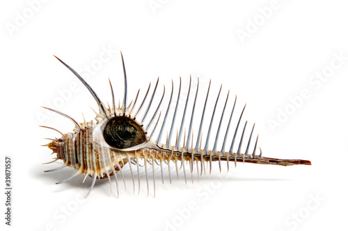 murex pecten