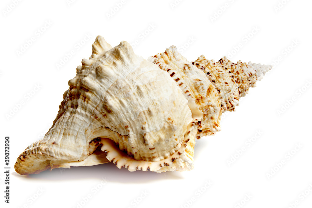 Obraz premium tutufa bubo