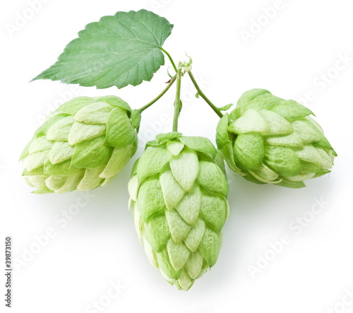 branch of hops on a white background