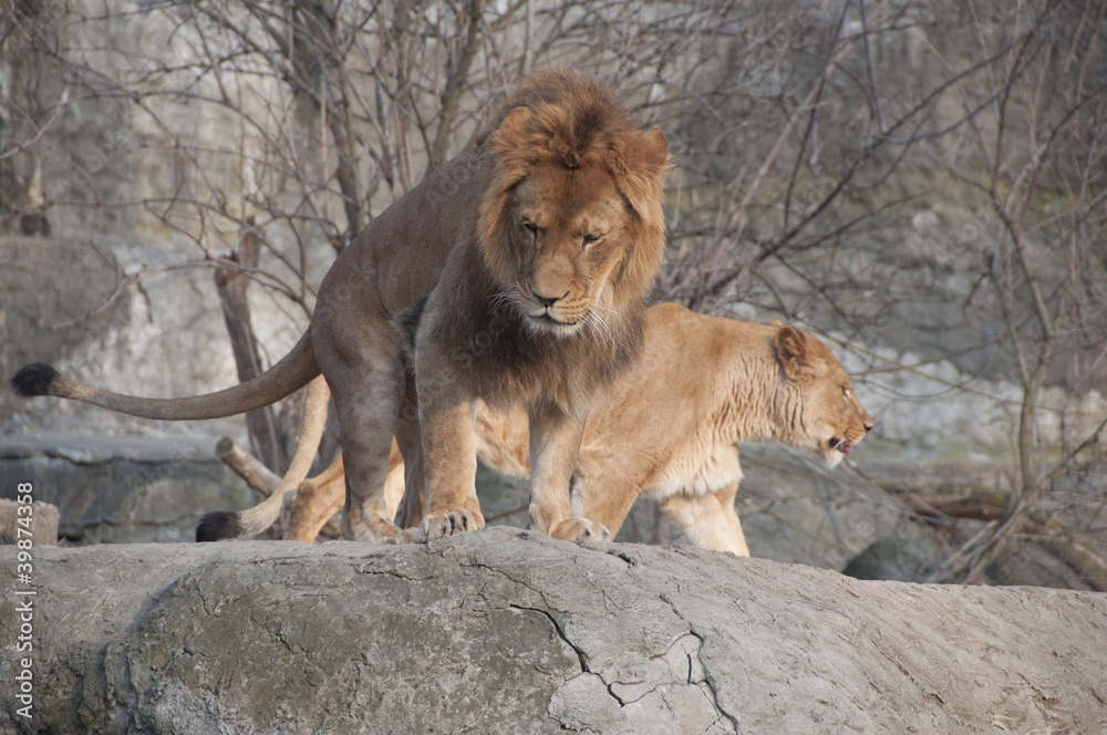 Obraz premium lew i lwica