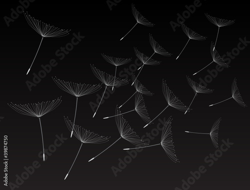 pusteblume