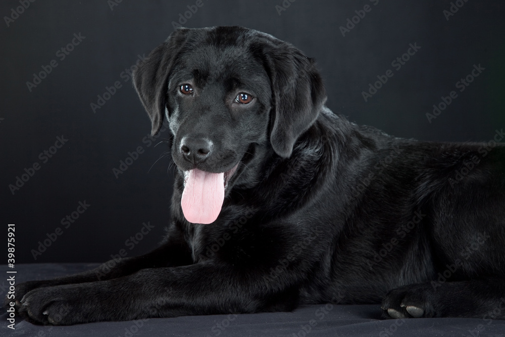black labrador retriever black labrador retriever