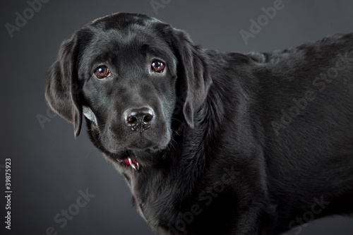 black labrador retriever