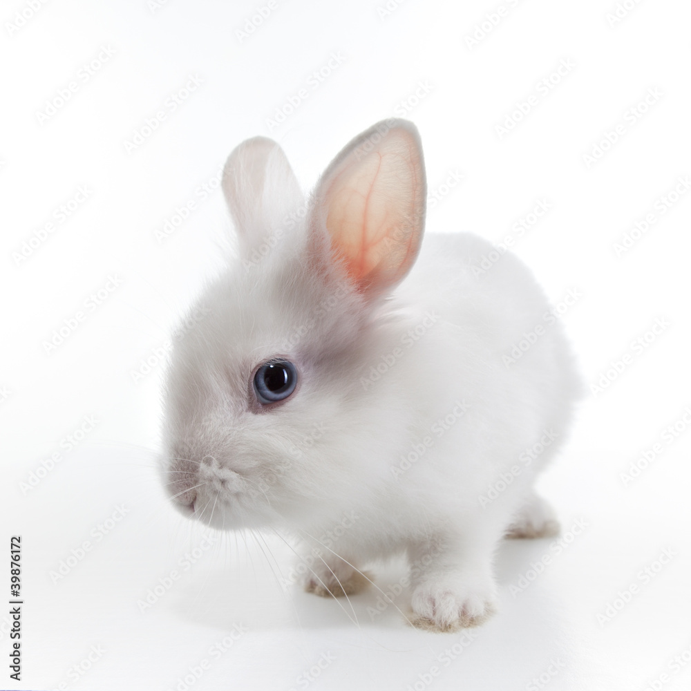 White rabbit isolated on white background