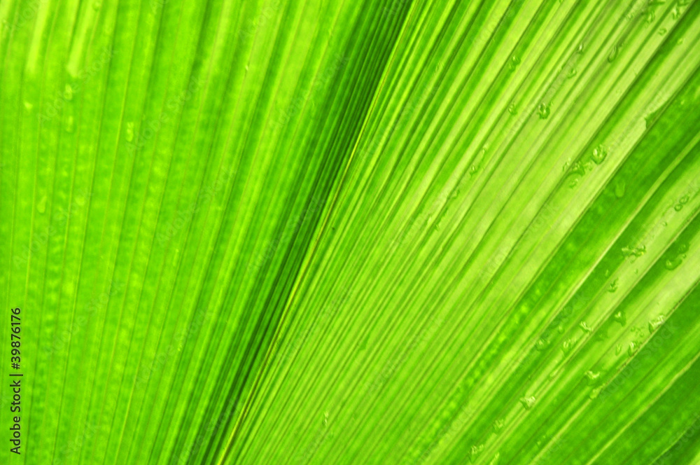 Green nature plant, background Green nature plant, background