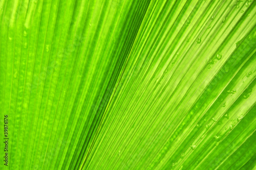 Green nature plant  background