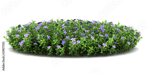 Canvas Print dwarf periwinkle flowers isolated on white background