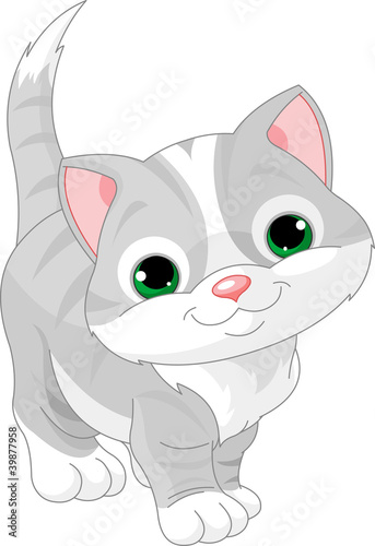 Cute gray kitten