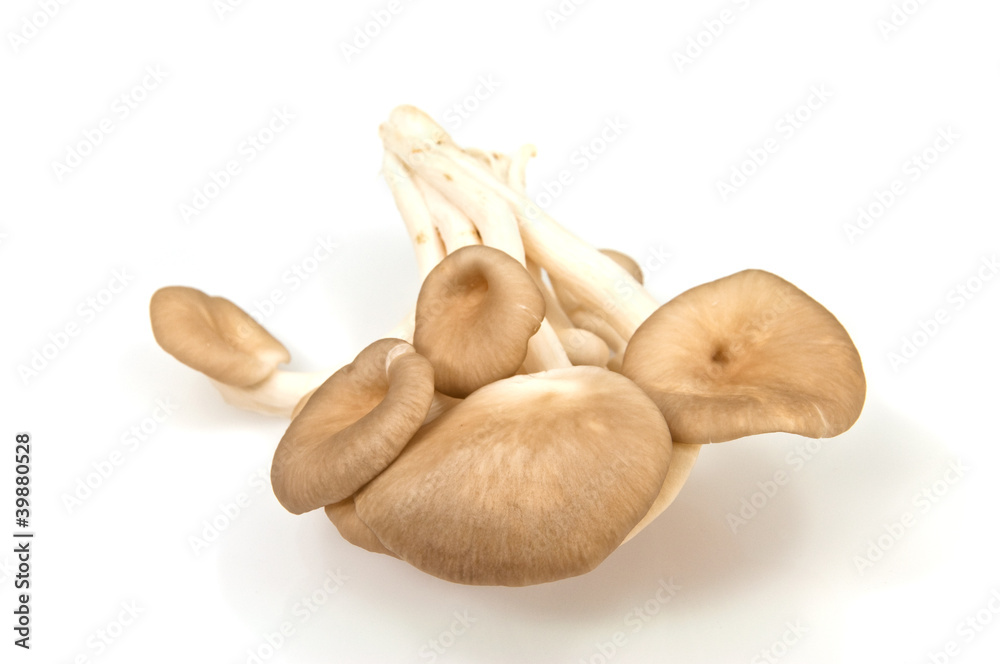 Fototapeta premium brown beech mushrooms isolated on white background