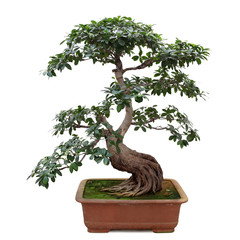 Acrylglasbilder Bonsai Banyan-Bonsai mit knorrigen Wurzeln  © chungking