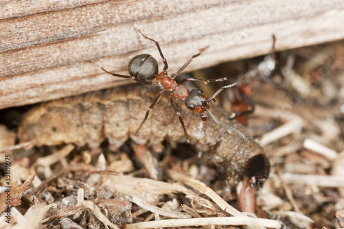 Wood ants (Formica rufa) transporting dead moth larva © Henrik Larsson