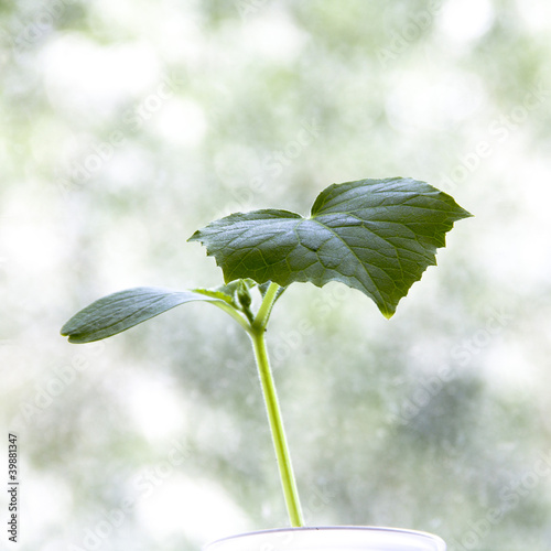 Cucumber green sprout photo