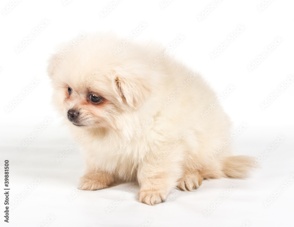 Pomeranian Spitz puppy on a white background