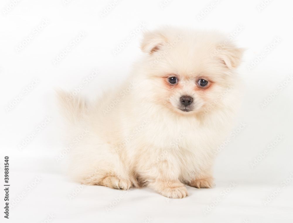 Pomeranian Spitz puppy on a white background Pomeranian Spitz puppy on a white background