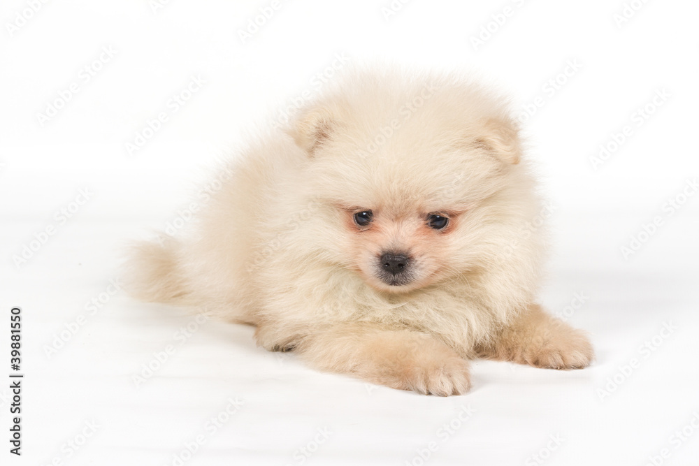 Pomeranian Spitz puppy on a white background