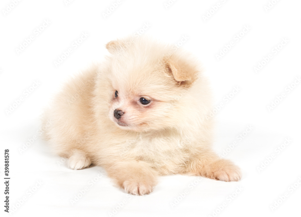 Fototapeta premium Pomeranian Spitz puppy on a white background