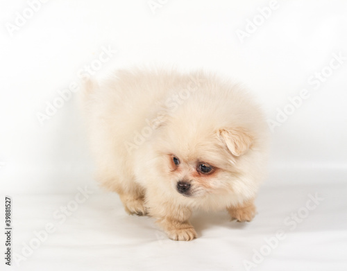 Pomeranian Spitz puppy on a white background © Andrei Starostin