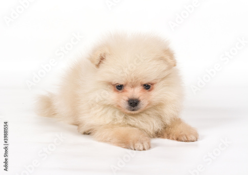 Pomeranian Spitz puppy on a white background