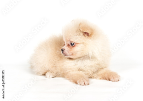 Pomeranian Spitz puppy on a white background