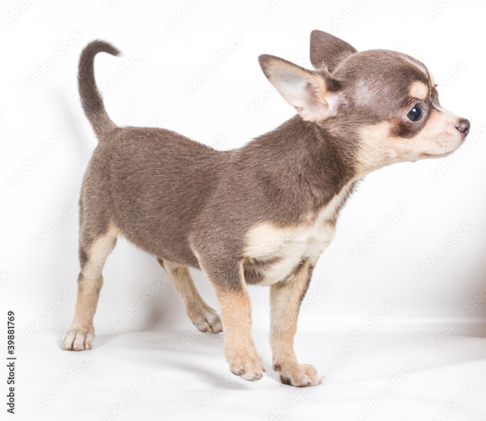 Chocolate and white Chihuahua puppy, 8 weeks old, standing in fr Chocolate and white Chihuahua puppy, 8 weeks old, standing in fr