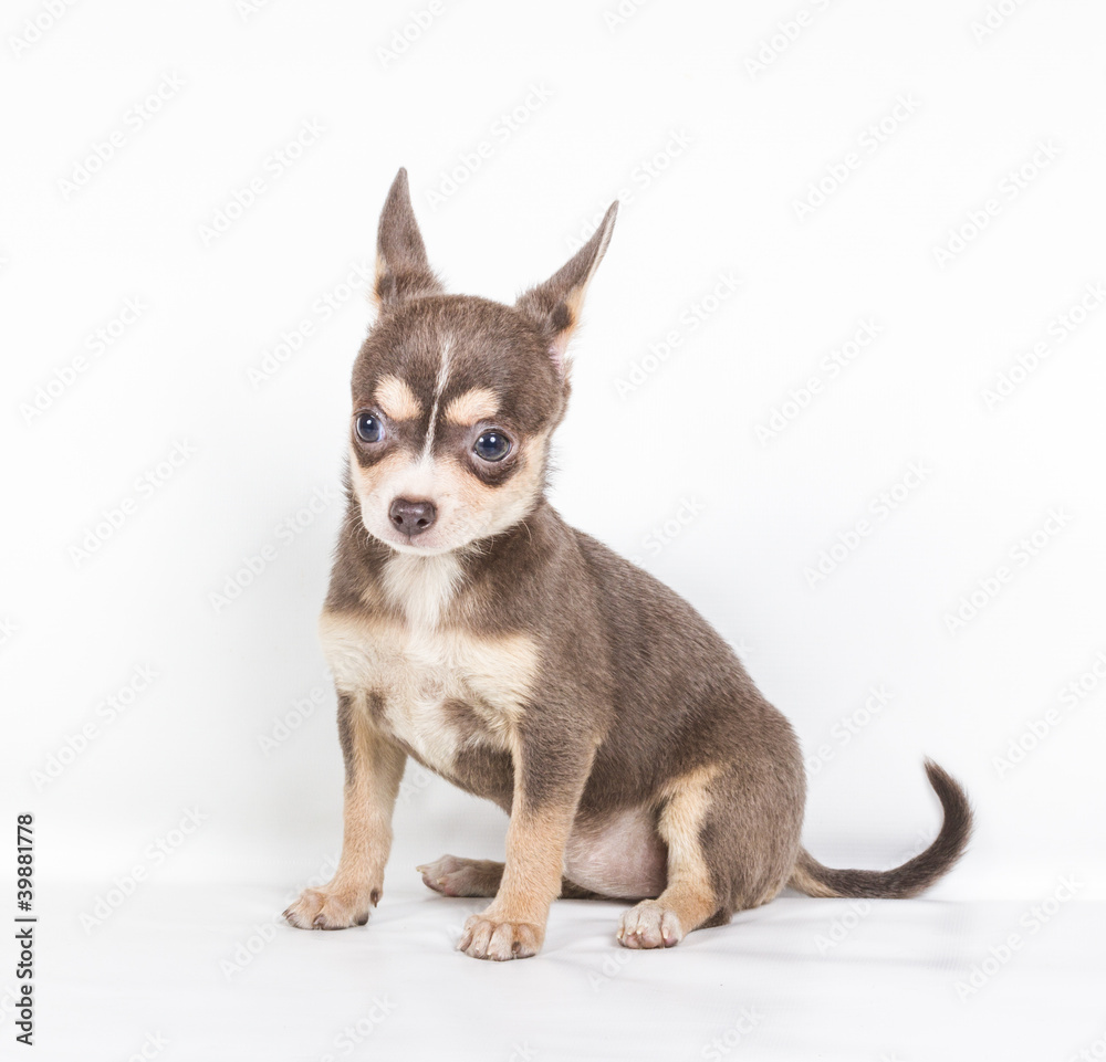 Chocolate and white Chihuahua puppy, 8 weeks old, standing in fr