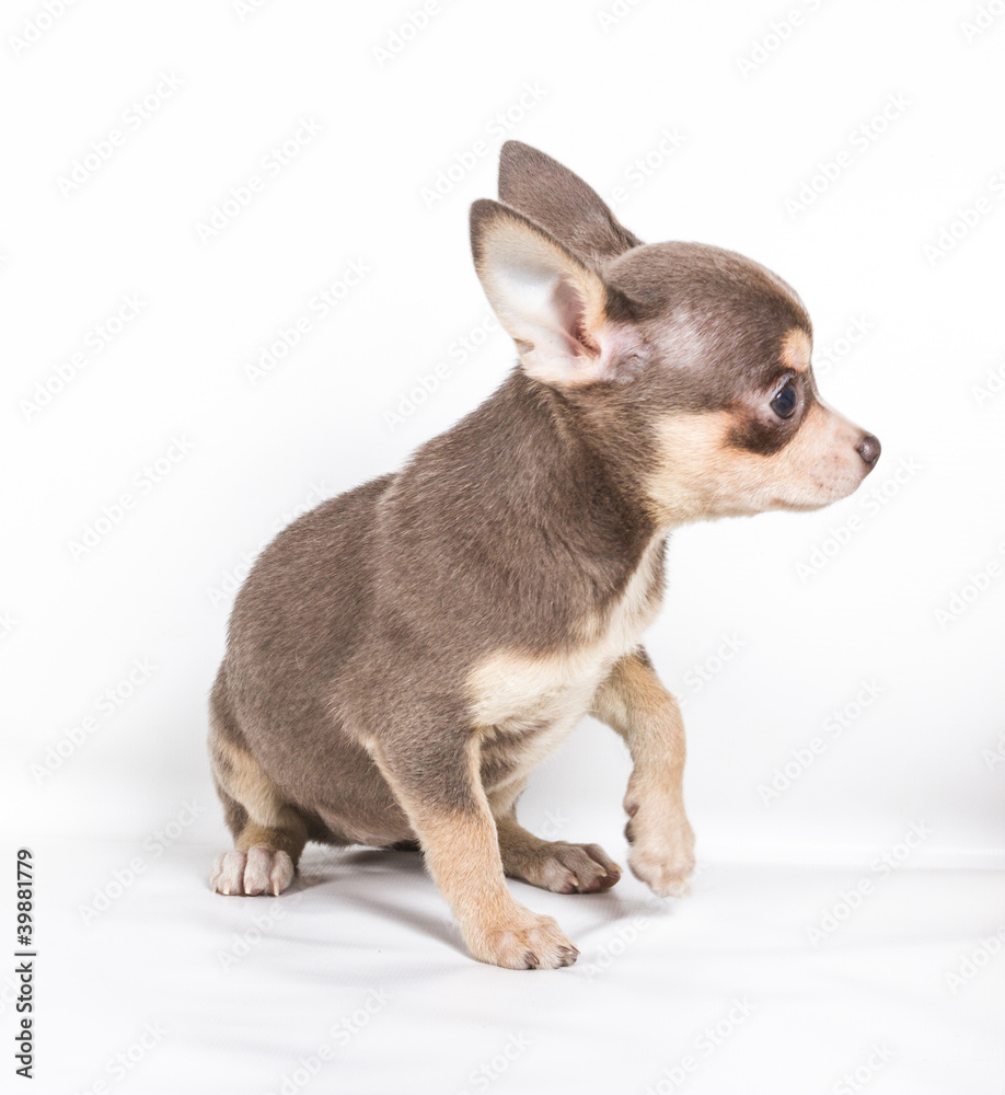 Chocolate and white Chihuahua puppy, 8 weeks old, standing in fr Chocolate and white Chihuahua puppy, 8 weeks old, standing in fr
