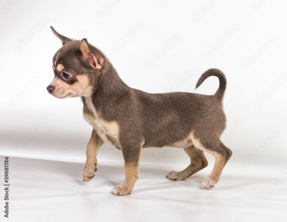 Chocolate and white Chihuahua puppy, 8 weeks old, standing in fr Chocolate and white Chihuahua puppy, 8 weeks old, standing in fr