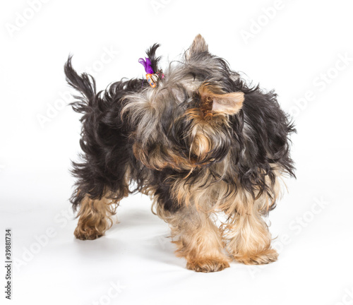 Yorkshire terrier looking at the camera in a head shot, against
