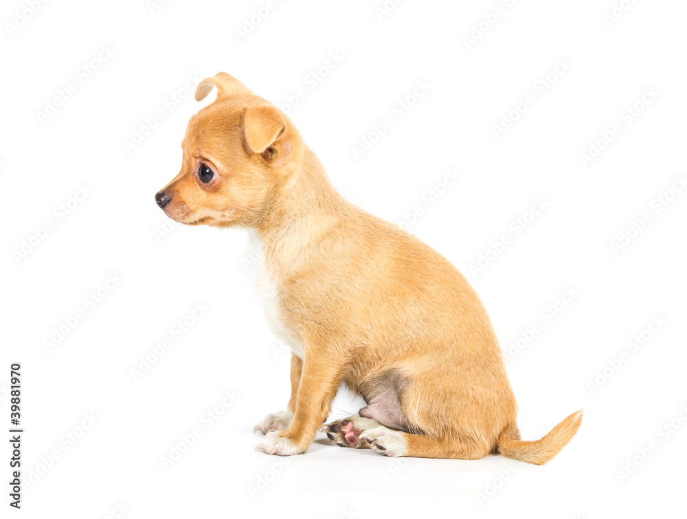 chihuahua puppy (3 months) in front of a white background chihuahua puppy (3 months) in front of a white background
