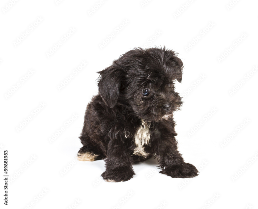 Puppy yorkshire terrier on the white background Puppy yorkshire terrier on the white background