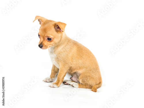 chihuahua puppy (3 months) in front of a white background © Andrei Starostin