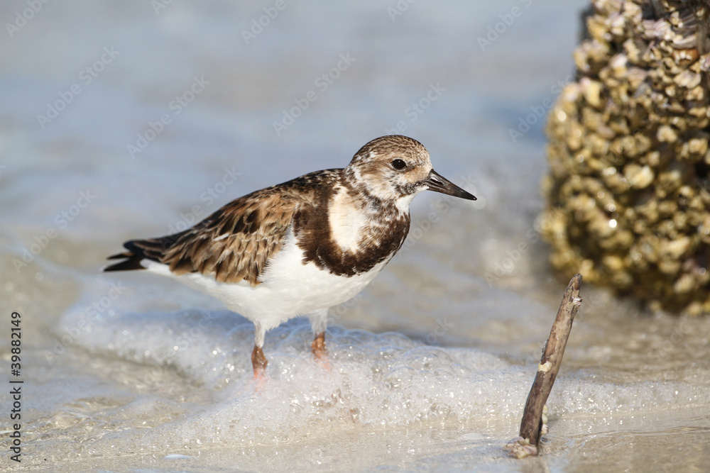 Ruddy Turnstone Foraging on Barnacles - Florida Ruddy Turnstone Foraging on Barnacles - Florida