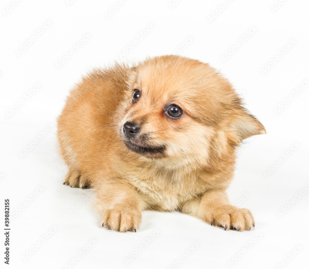 Spitz puppy in front of white background . Pomeranian dog isolat