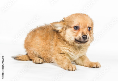 Spitz puppy in front of white background . Pomeranian dog isolat