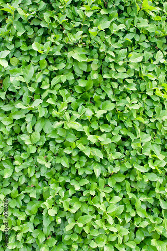 Wallpaper Mural Green left for background Torontodigital.ca