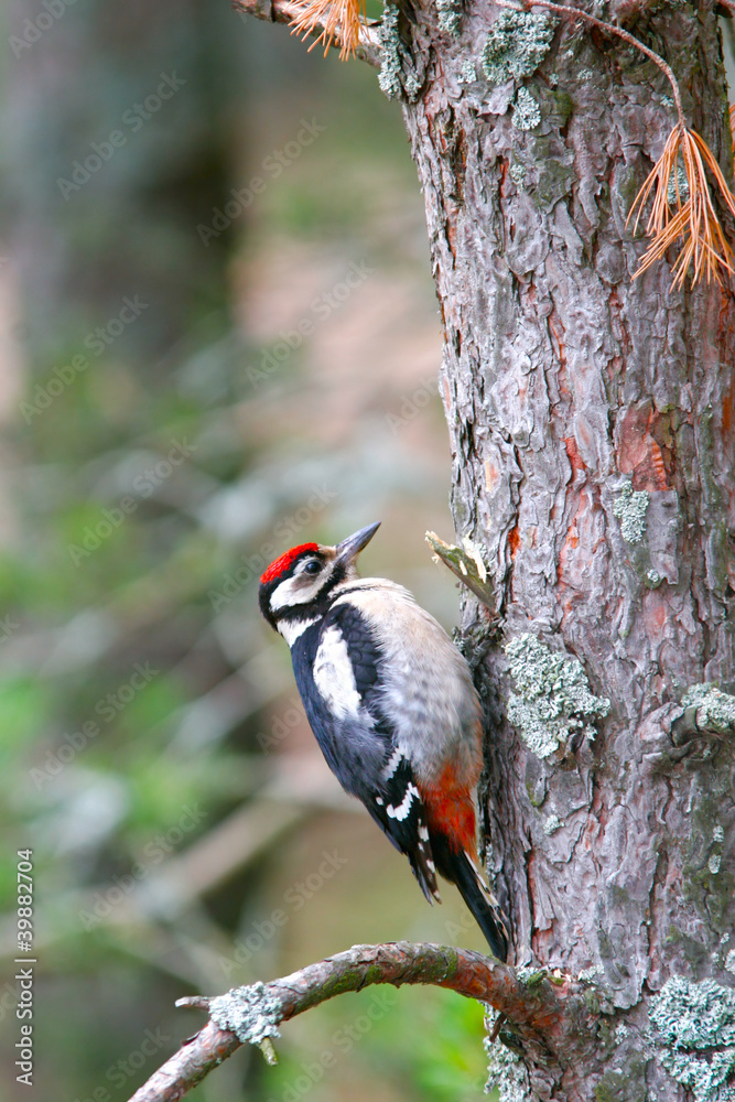 Woodpecker on pine trunk