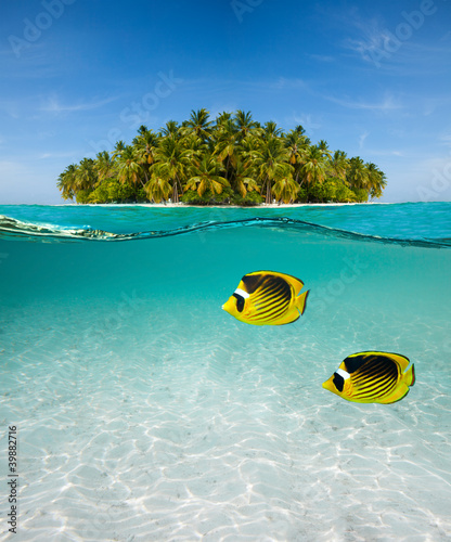 Palm island and underwater world #39882716