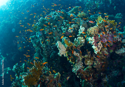 Fototapeta Naklejka Na Ścianę i Meble -  Coral and fishes in the Red Sea, Egypt.