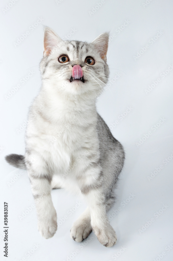 silver tabby Scottish cat with tongue out jumping