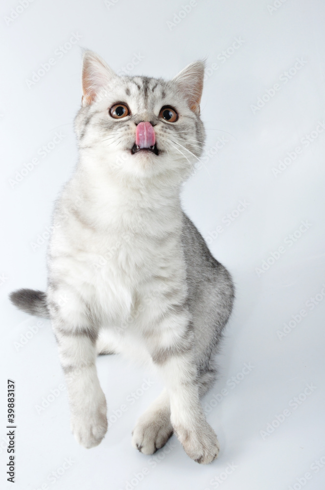 silver tabby Scottish cat with tongue out jumping silver tabby Scottish cat with tongue out jumping