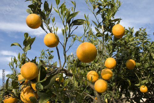 Orange trees with fruits on plantation.