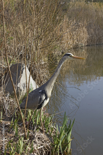 héron cendré Grey Heron Ardea cinerea 4 © H. Bennour photo