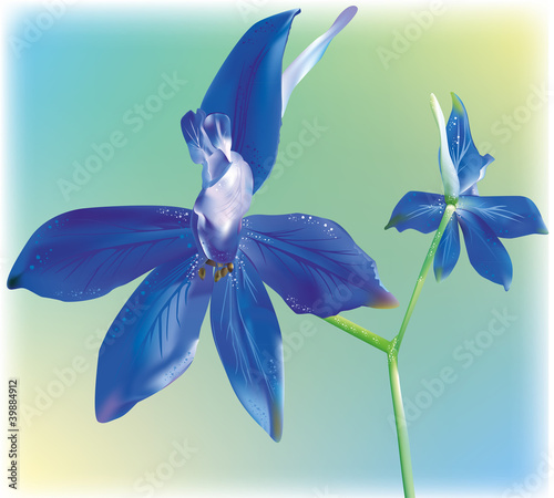 Field bellflower