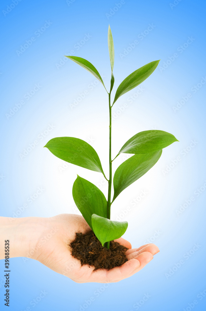 Green seedling in hand isolated on white Green seedling in hand isolated on white