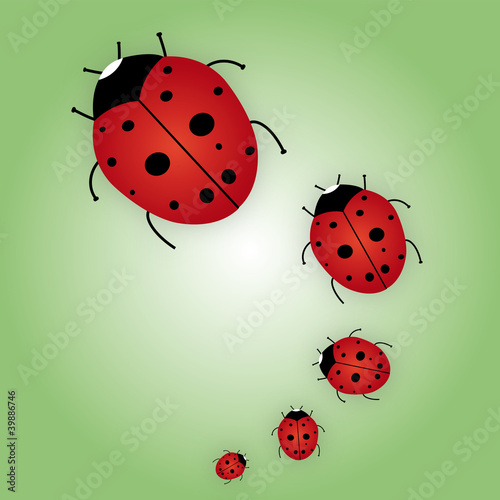 Ladybug