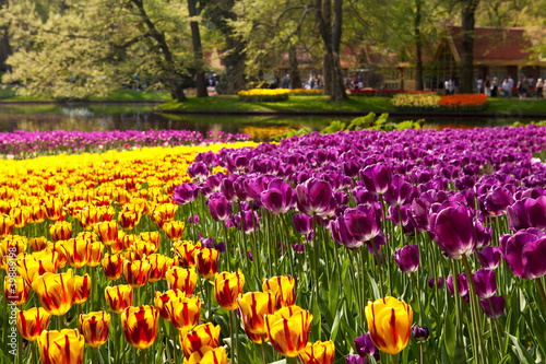 Fototapeta Naklejka Na Ścianę i Meble -  Beautiful Dutch tulips in Keukenhof