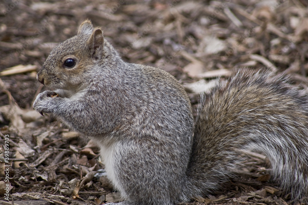 Squirrel Squirrel